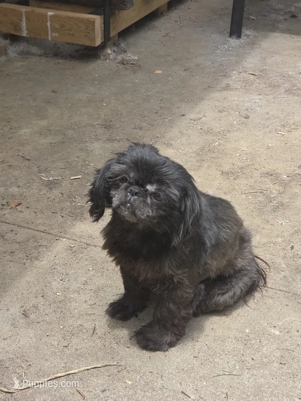 Angel – Shih Tzu puppy for sale in Randleman, NC