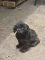Angel, a female Shih Tzu for sale in Randleman, NC – 1 of 4