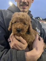 Ollie, a male Miniature Goldendoodle for sale in Atlantic Beach, NC – 5 of 5