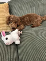 Ollie, a male Miniature Goldendoodle for sale in Atlantic Beach, NC – 2 of 5