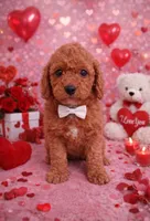 Ollie, a male Miniature Goldendoodle for sale in Atlantic Beach, NC – 4 of 5