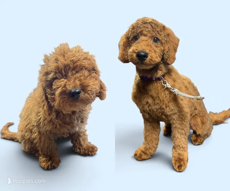 Ollie – Miniature Goldendoodle puppy for sale in Atlantic Beach, NC