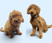 Ollie, a male Miniature Goldendoodle for sale in Atlantic Beach, NC – 1 of 5