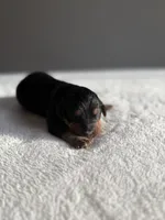 processed/08690d94-44d2-4a34-a842-d940ee4f17b0/listing/3b68f695-7c11-4291-a797-8971a57bc68e/61aa0c08-cb12-4b91-9db3-edbcd08c3278