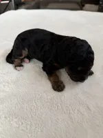 processed/08690d94-44d2-4a34-a842-d940ee4f17b0/listing/d1964ec2-1796-455f-9b0d-d85c9b4b2ce8/0011830a-f6bf-4e9d-ab22-22e5204a32cc