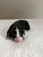 processed/08690d94-44d2-4a34-a842-d940ee4f17b0/listing/e7d4f019-f34d-4f8b-9c7c-fd7d7d6e795f/2192cbbd-2664-4595-ac89-47abc8b49149