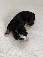 processed/08690d94-44d2-4a34-a842-d940ee4f17b0/listing/e7d4f019-f34d-4f8b-9c7c-fd7d7d6e795f/78f6738c-3426-4abb-bbfb-90fc65b4357e