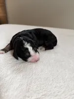 processed/08690d94-44d2-4a34-a842-d940ee4f17b0/listing/e7d4f019-f34d-4f8b-9c7c-fd7d7d6e795f/ec16fd7a-5976-4b5c-9963-64fc584df1e8