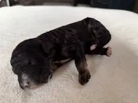 processed/08690d94-44d2-4a34-a842-d940ee4f17b0/listing/ecaa52d2-c5f8-48ac-86ae-be19fa0f3a27/c1065150-5d40-470a-8f17-e29d89f58cc4