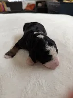 processed/08690d94-44d2-4a34-a842-d940ee4f17b0/listing/f2ce9bbf-6e37-4caf-9719-48c9377da5fe/fbf7e33d-50ad-423e-9186-54e800214197