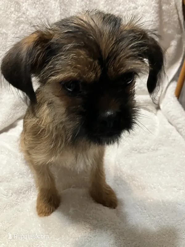 Chanel – Brussels Griffon puppy for sale in Ozark, AR