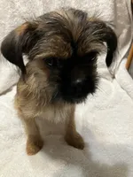 Chanel, a female Brussels Griffon for sale in Ozark, AR – 1 of 5