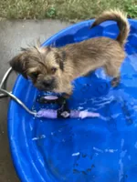 Chanel, a female Brussels Griffon for sale in Russellville, AR – 8 of 8