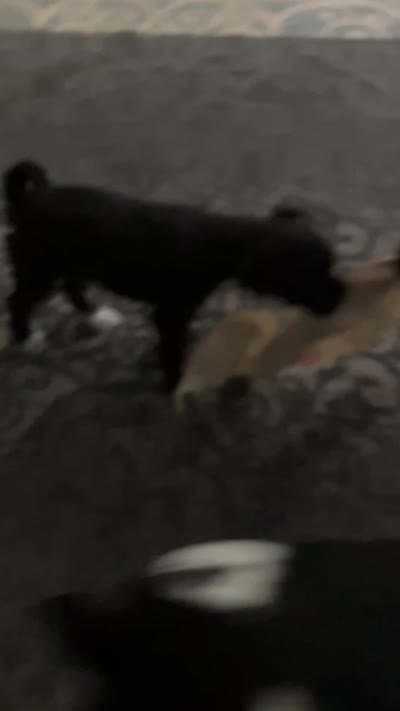 Peanut, a male Chipoo for sale in Ozark, AR – 7 of 7