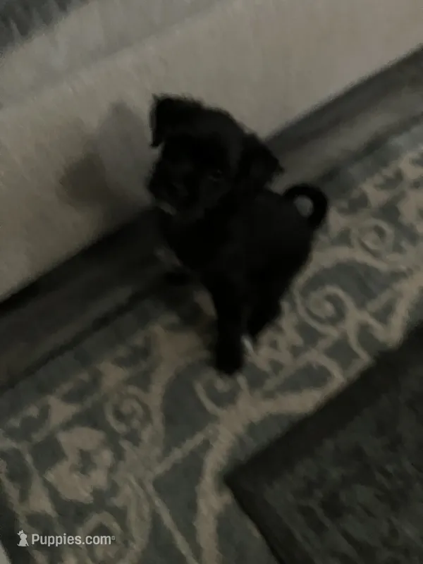 Peanut – Chipoo puppy for sale in Ozark, AR