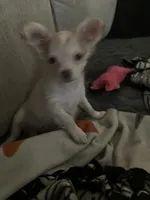 Tinker , a male Chihuahua for sale in Russellville, AR – 2 of 7