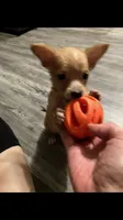 Gidget, a male Chihuahua for sale in Ozark, AR – 3 of 4