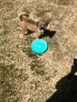 Chanel, a female Brussels Griffon for sale in Russellville, AR – 6 of 8