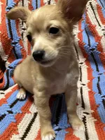 Gidget, a male Chihuahua for sale in Russellville, AR – 2 of 6