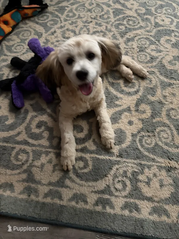 Gucci – Yorkipoo puppy for sale in Russellville, AR