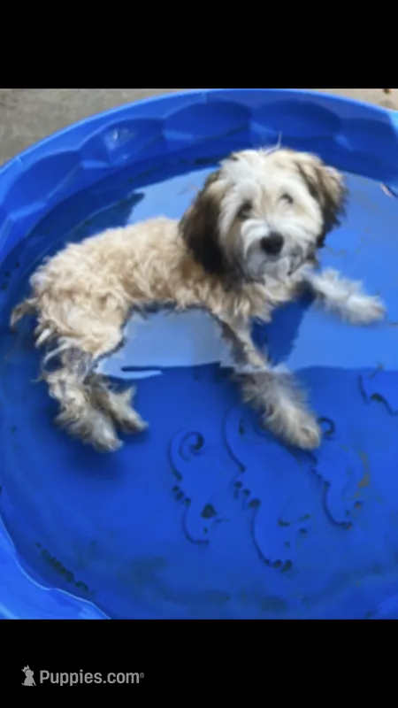 Gucci – Yorkipoo puppy for sale in Russellville, AR