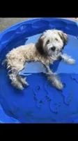 Gucci, a male Yorkipoo for sale in Russellville, AR – 1 of 1