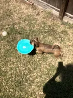 Chanel, a female Brussels Griffon for sale in Russellville, AR – 5 of 8