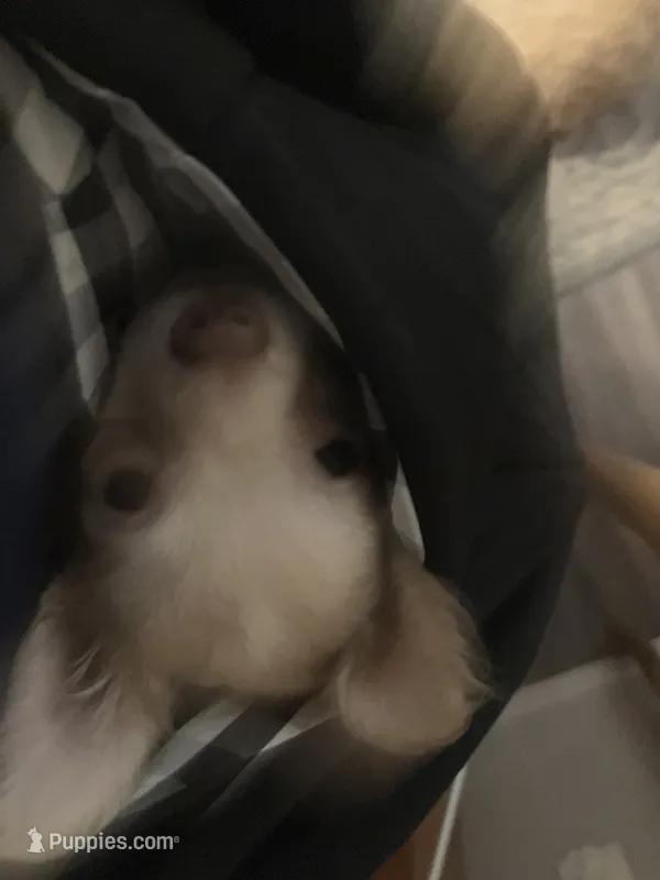 Tinker  – Chihuahua puppy for sale in Russellville, AR