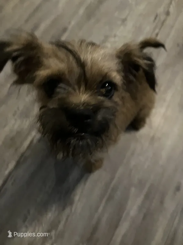 Chanel – Brussels Griffon puppy for sale in Russellville, AR