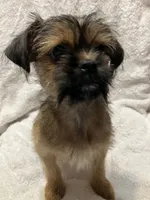Chanel, a female Brussels Griffon for sale in Ozark, AR – 4 of 5