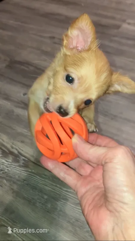 Foxy – Chihuahua puppy for sale in Ozark, AR