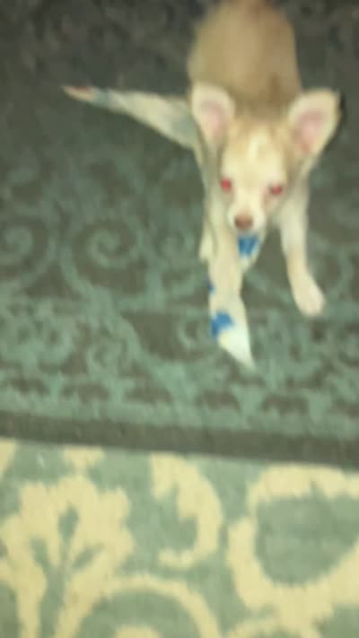 Tinker , a male Chihuahua for sale in Russellville, AR – 6 of 7