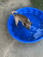 Chanel, a female Brussels Griffon for sale in Russellville, AR – 4 of 8