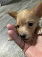 Foxy, a male Chihuahua for sale in Ozark, AR – 4 of 4
