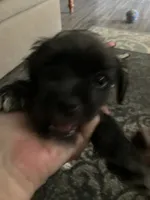 Peanut, a male Chipoo for sale in Ozark, AR – 2 of 7