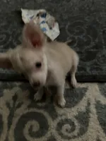 Tinker , a male Chihuahua for sale in Russellville, AR – 5 of 7