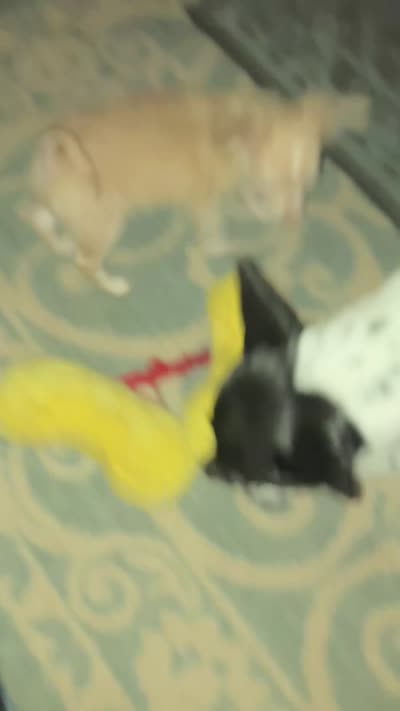 Tinker , a male Chihuahua for sale in Russellville, AR – 7 of 7