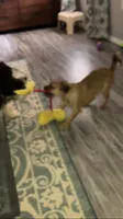 Chanel, a female Brussels Griffon for sale in Russellville, AR – 2 of 8