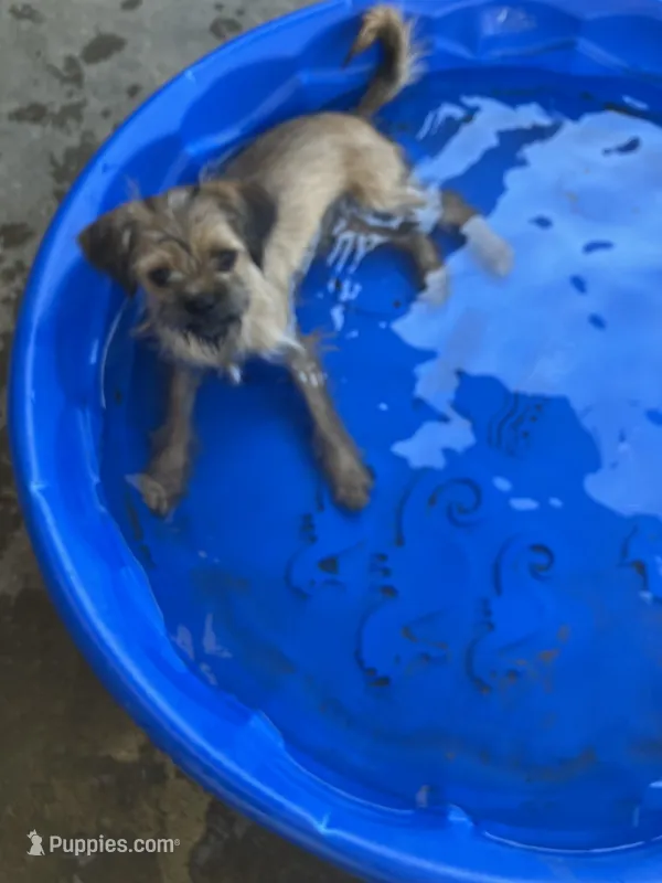 Chanel – Brussels Griffon puppy for sale in Russellville, AR