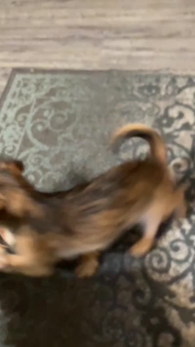 Chanel, a female Brussels Griffon for sale in Ozark, AR – 5 of 5