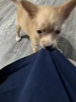 Foxy, a male Chihuahua for sale in Ozark, AR – 3 of 4