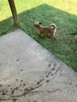 Chanel, a female Brussels Griffon for sale in Russellville, AR – 7 of 8