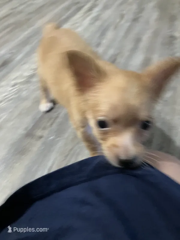 Foxy – Chihuahua puppy for sale in Ozark, AR