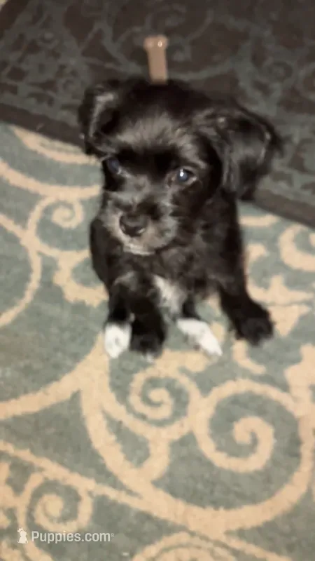 Peanut – Chipoo puppy for sale in Ozark, AR