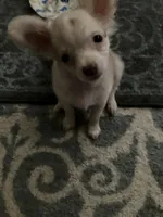 Tinker , a male Chihuahua for sale in Russellville, AR – 3 of 7