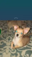 Gidget, a male Chihuahua for sale in Russellville, AR – 3 of 6
