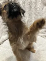 Chanel, a female Brussels Griffon for sale in Ozark, AR – 2 of 5