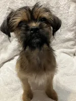 Chanel, a female Brussels Griffon for sale in Ozark, AR – 3 of 5