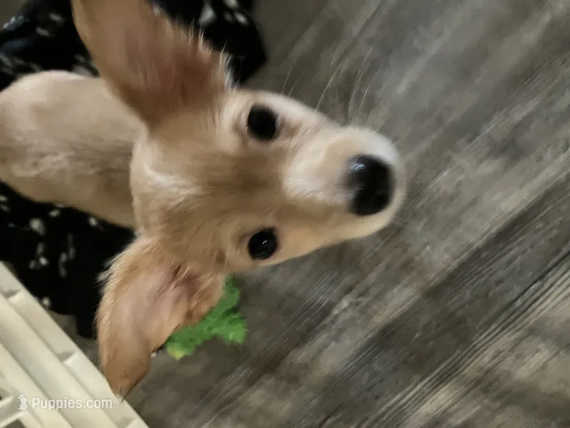 Gidget – Chihuahua puppy for sale in Russellville, AR
