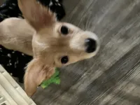 Gidget, a male Chihuahua for sale in Russellville, AR – 1 of 6